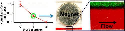 За два цикла очистки при помощи магнитных наночастиц кровь полностью освобождается от бактерий