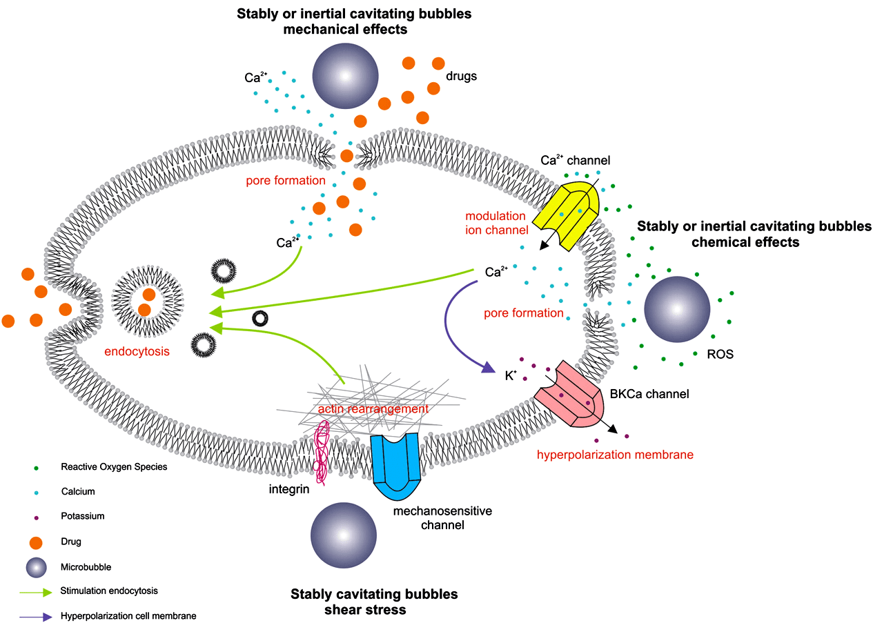 Воздействие микропузырьков и кавитации на мембрану клетки