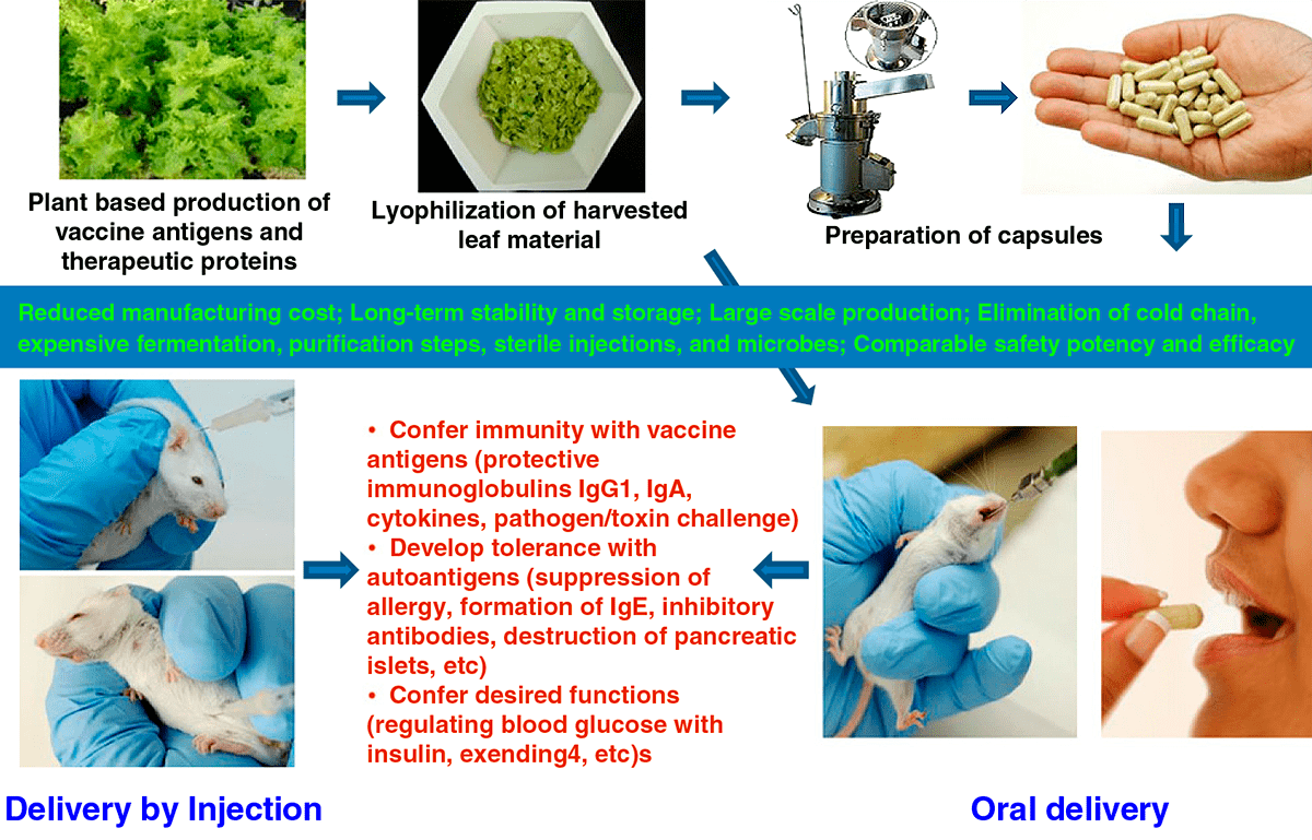 Цикл разработки и введения препарата лиофилизированных растительных клеток