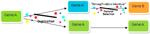 Возникновение нового гена из предшественника за счет дупликации