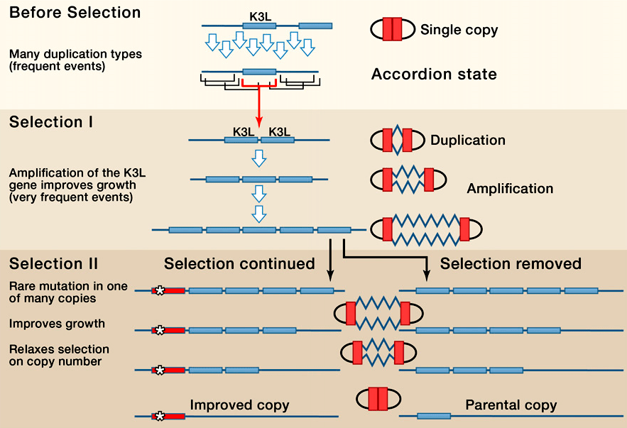 Модель «генного аккордеона» на примере гена K3L поксовируса