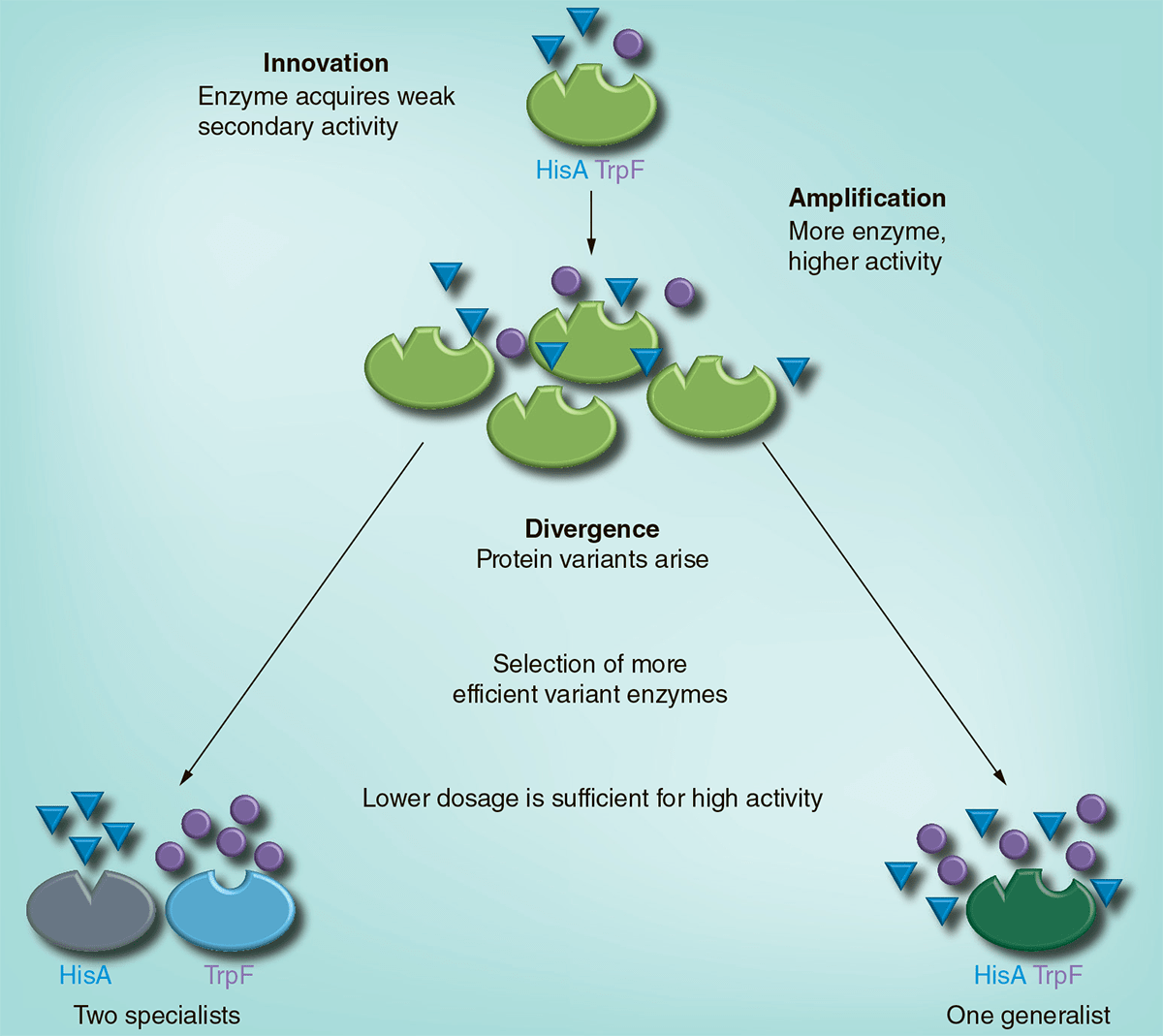 Эволюция бифункционального фермента (HisA/TrpF)