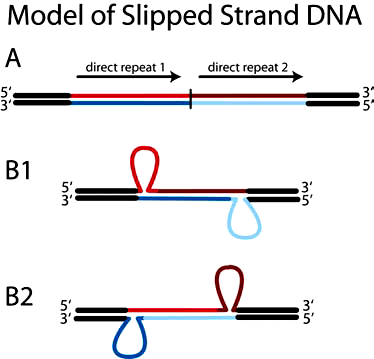 «Проскальзывание» нити ДНК за счет неправильного спаривания