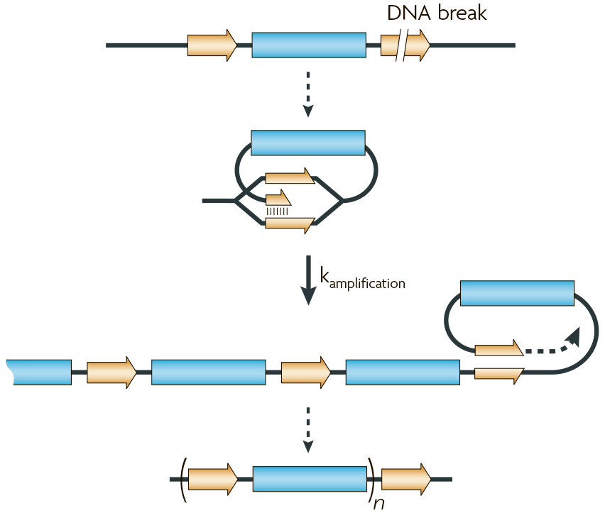 Механизм амплификации генов по типу «катящегося кольца»