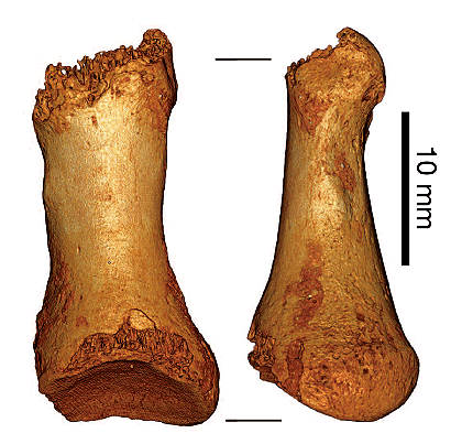 Фаланга пальца неандертальца