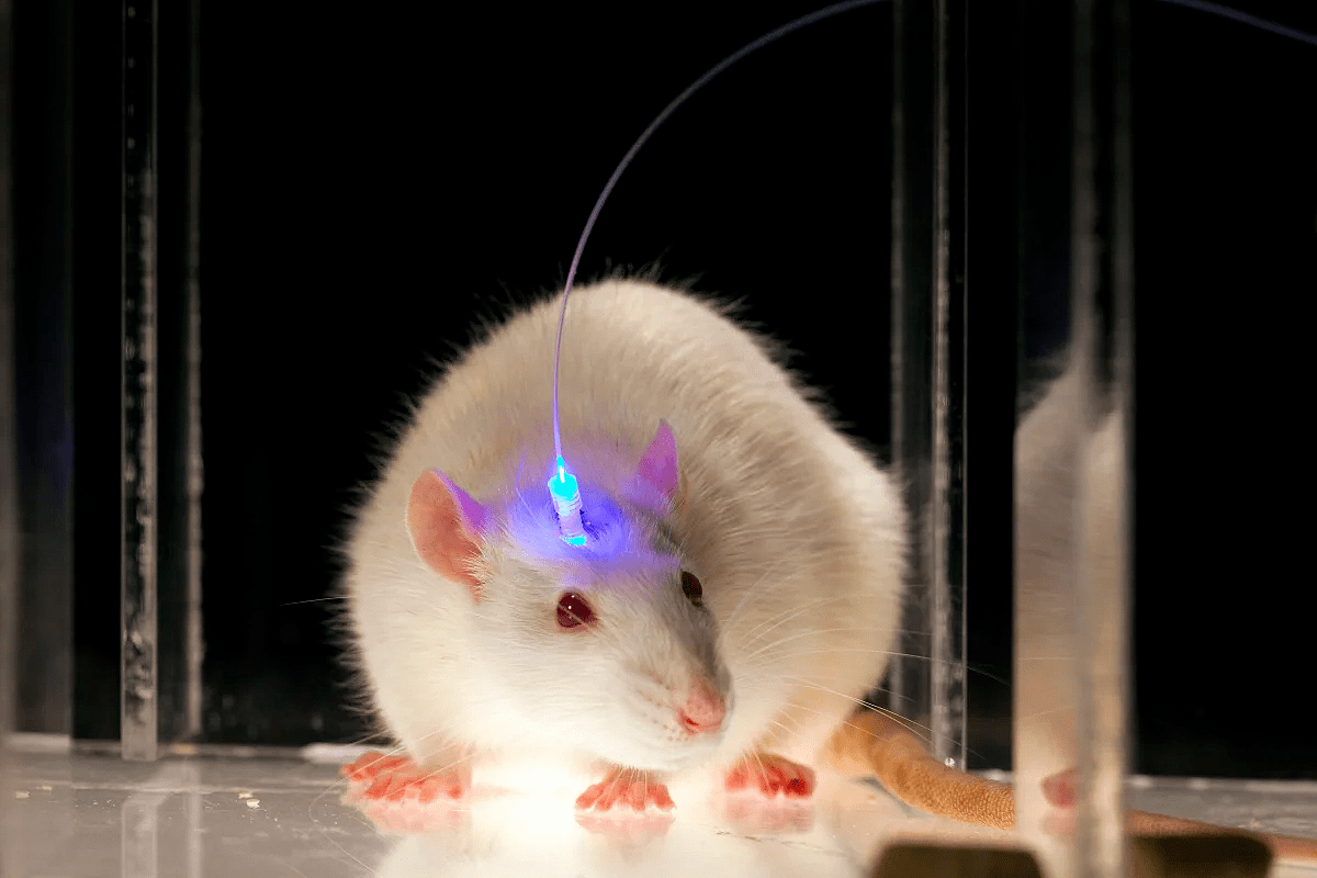 Вот как выглядит мышь с оптическим волокном, установленным в мозг