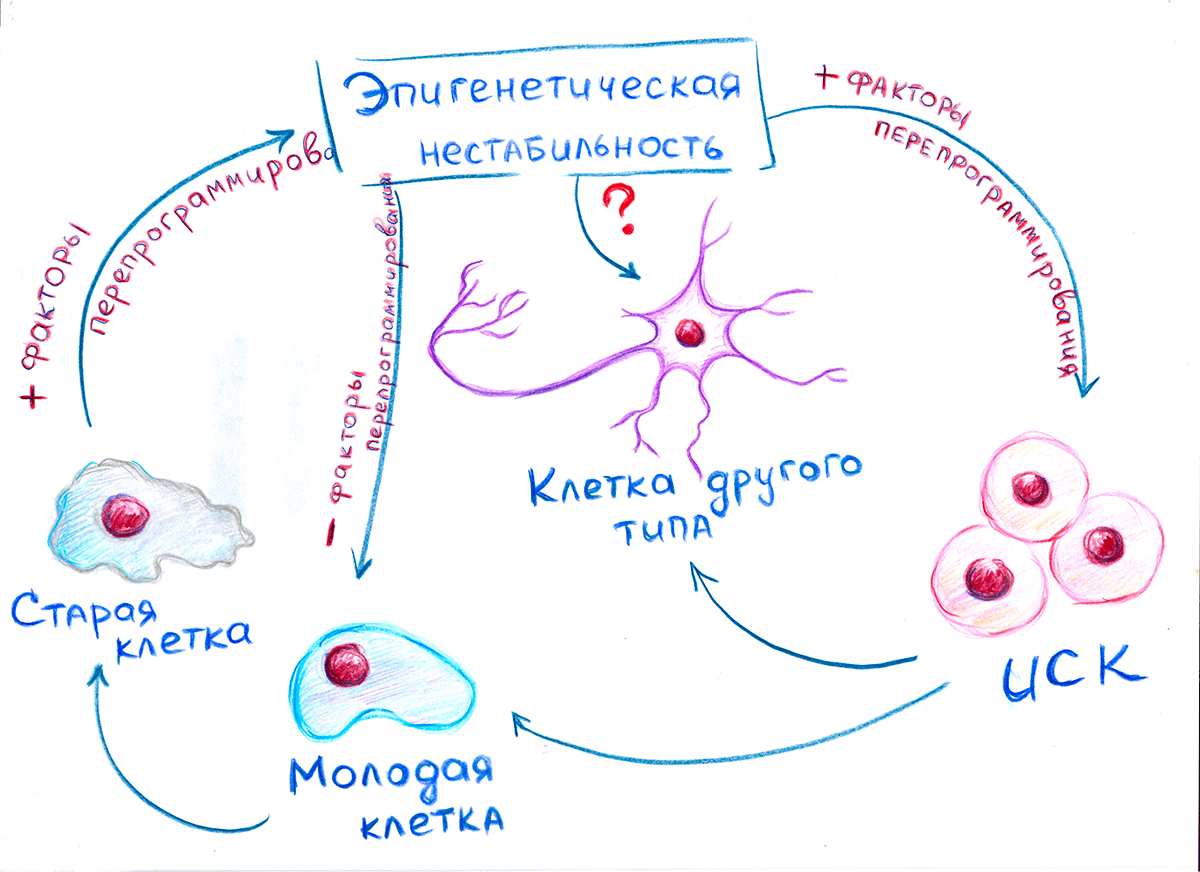 Иллюстрация гипотезы, объясняющей различия между процессами омоложения и перепрограммирования клеток