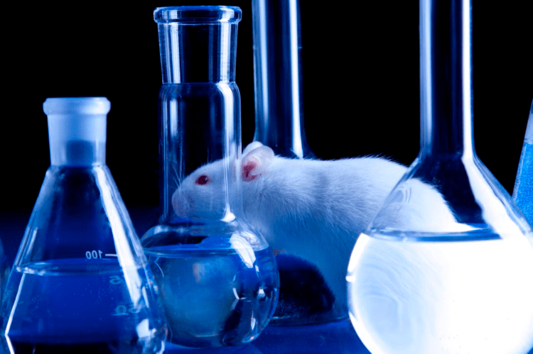 Крысы — одни из основных лабораторных животных