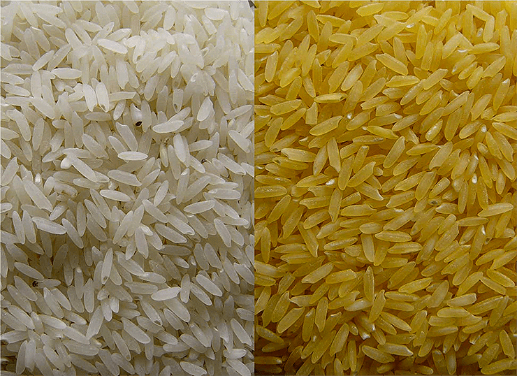 Обыкновенный и золотой рис