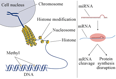 Варианты эпигенетических модификаций хроматина