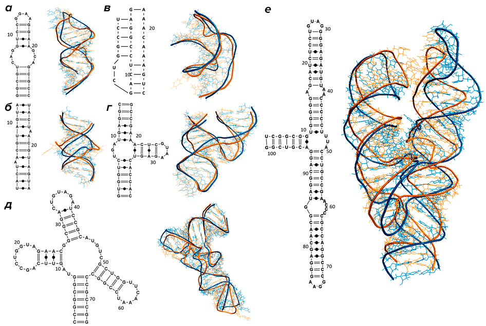 Разнообразие вторичных структур РНК