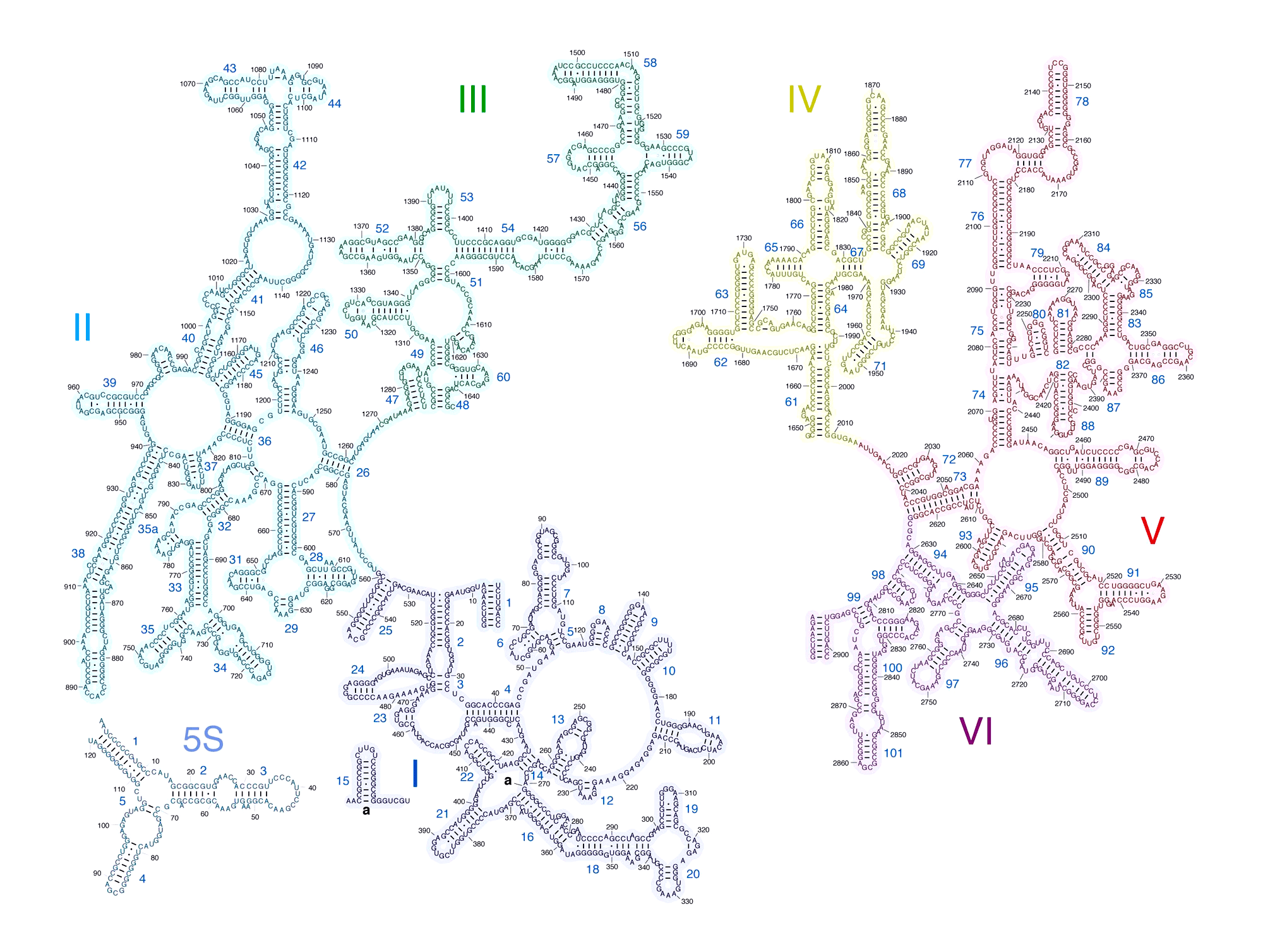 Вторичная структура РНК большой рибосомной субъединицы
