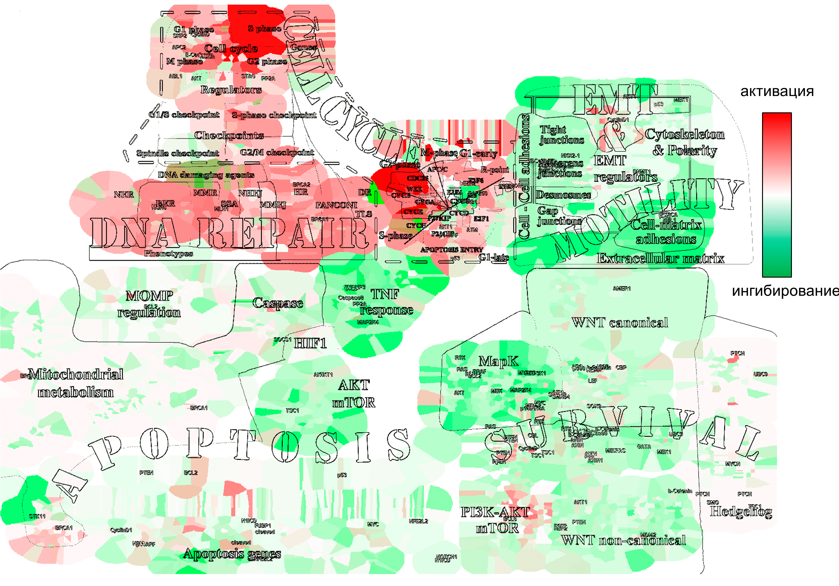 Раскраска «контурной» карты ACSN