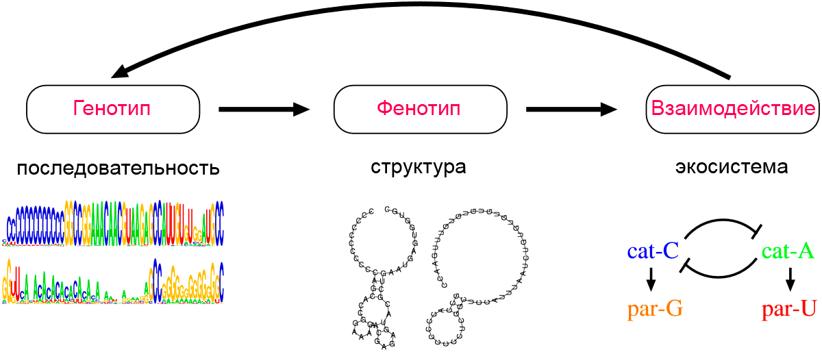 Схематическое представление структуры модели эволюции РНК-подобной системы
