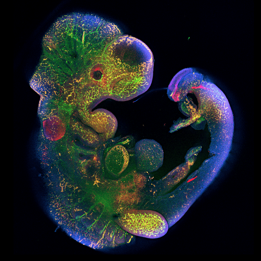Роль гена Peg10 в эмбриональном развитии