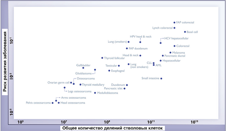 Связь между количеством делений стволовых клеток