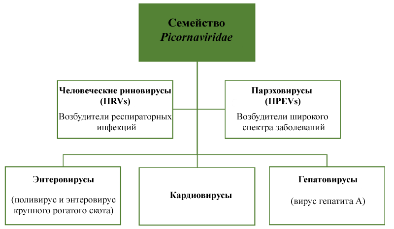 Классификация пикорнавирусов