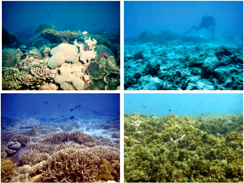 Изменчивость биоценоза коралловых рифов