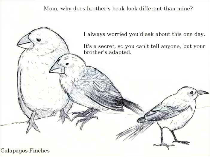 Adapted/Adopted Adapted/Adopted