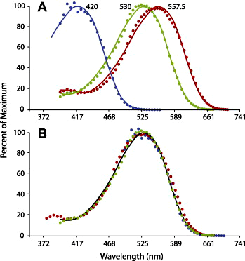 Спектры восприимчивости трех зрительных белков