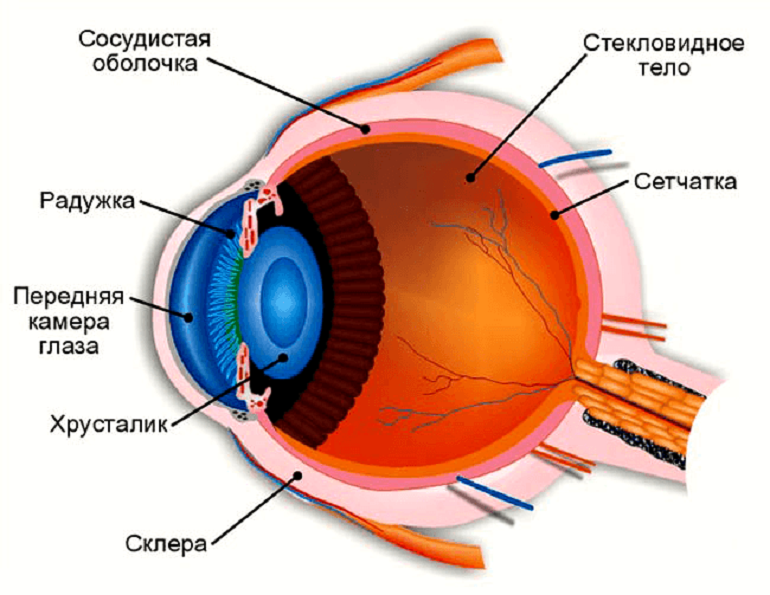 Строение глаза