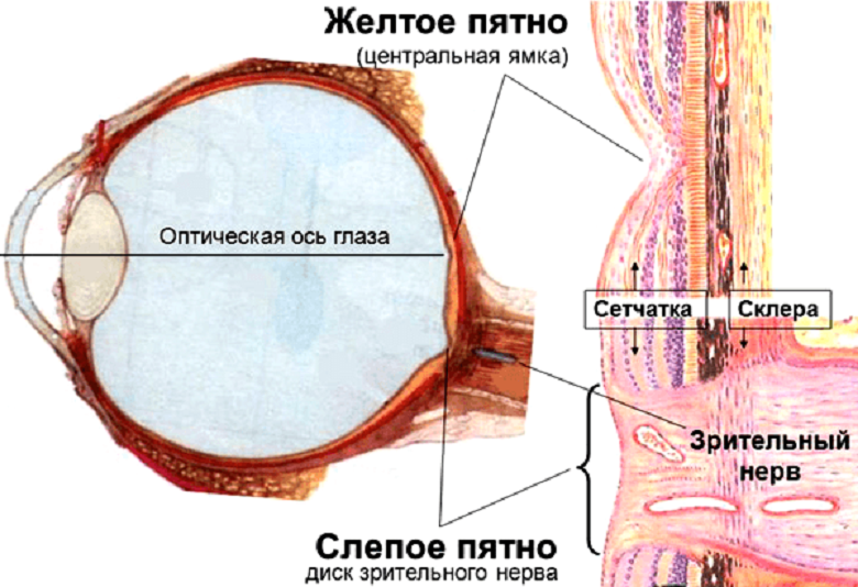 Особые зоны сетчатки