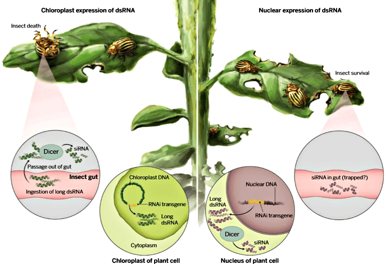 Схема защиты трансгенных растений от колорадского жука