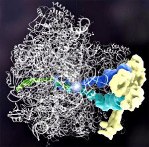 Структура белка Rqc2p