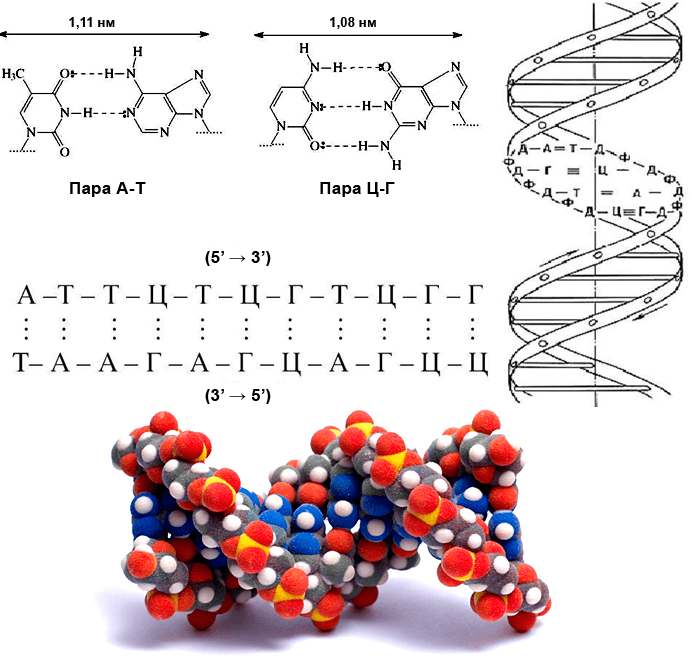 Водородные связи в ДНК