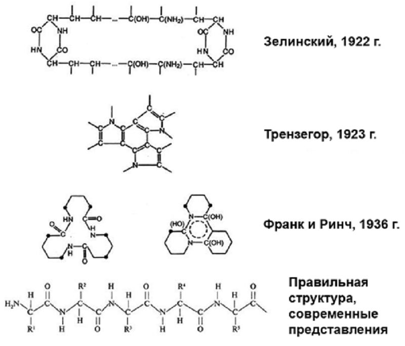 Предположения о структуре белка Предположения о структуре белка