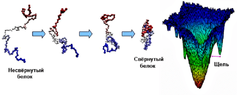 Самосборка третичной структуры белка Самосборка третичной структуры белка
