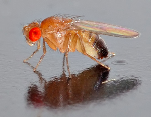 Плодовая мушка Drosophila