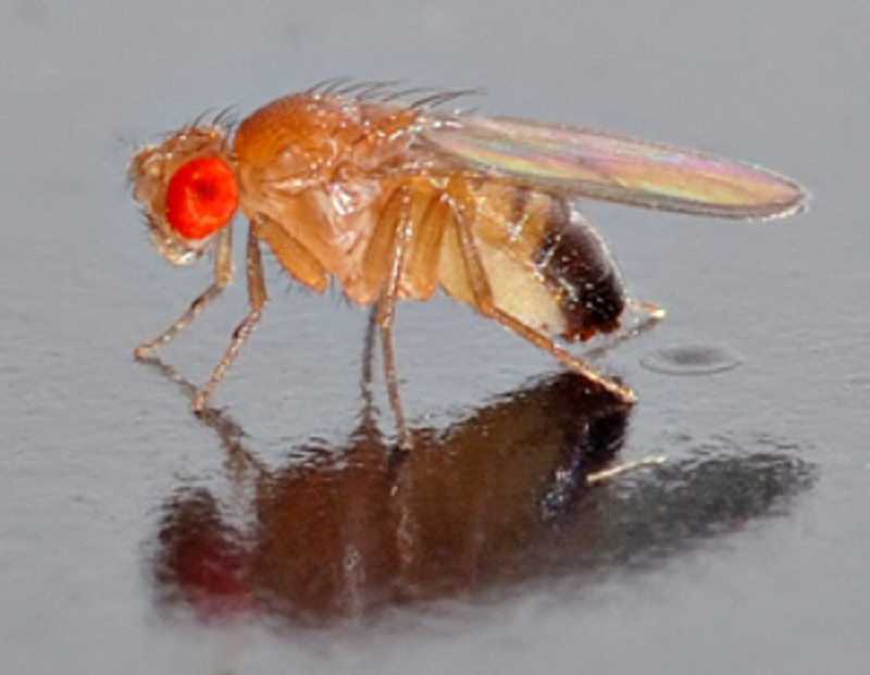 Плодовая мушка Drosophila Плодовая мушка Drosophila