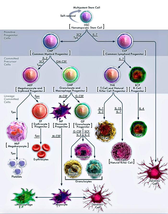 Разнообразие клеток крови