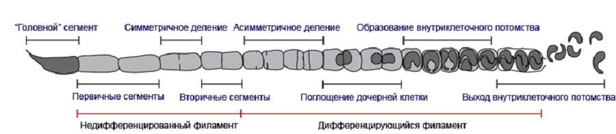 Схематическое изображение этапов роста СФБ Схематическое изображение этапов роста СФБ