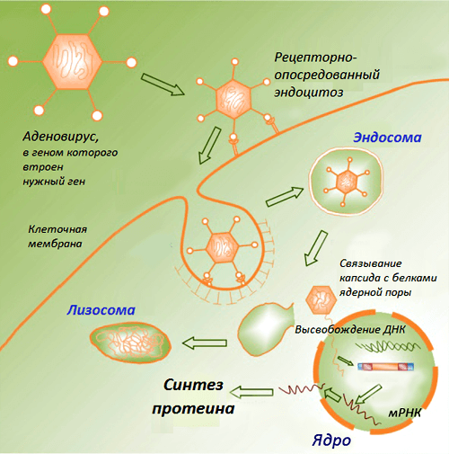 Процессы в клетке после проникновения ДНК-вакцины