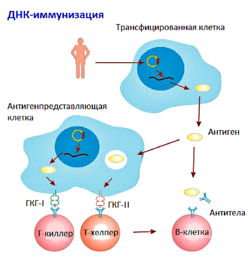 Иммунный ответ на ДНК-вакцину Иммунный ответ на ДНК-вакцину