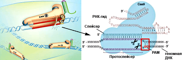 Система CRISPR/Cas9