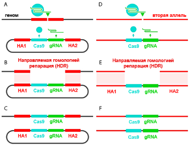 «Саморазмножение» кассеты CRISPR/Cas9 «Саморазмножение» кассеты CRISPR/Cas9