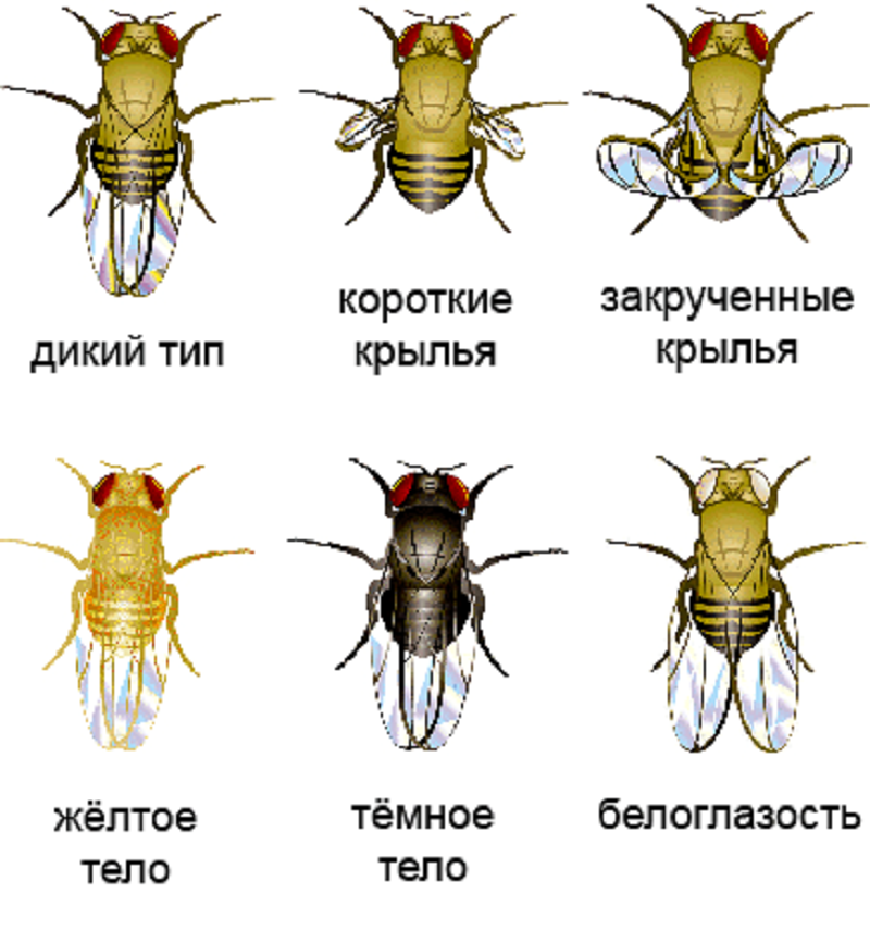 Варианты фенотипов мух Варианты фенотипов мух