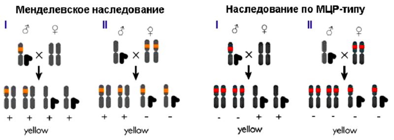 Схема распределения аллелей
