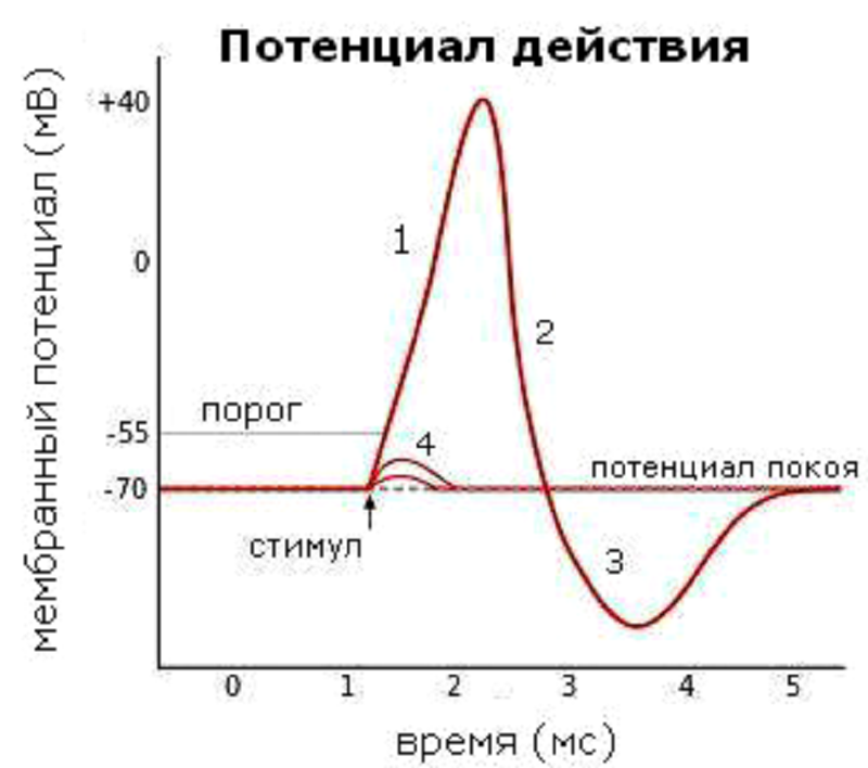 Изменения мембранного потенциала Изменения мембранного потенциала