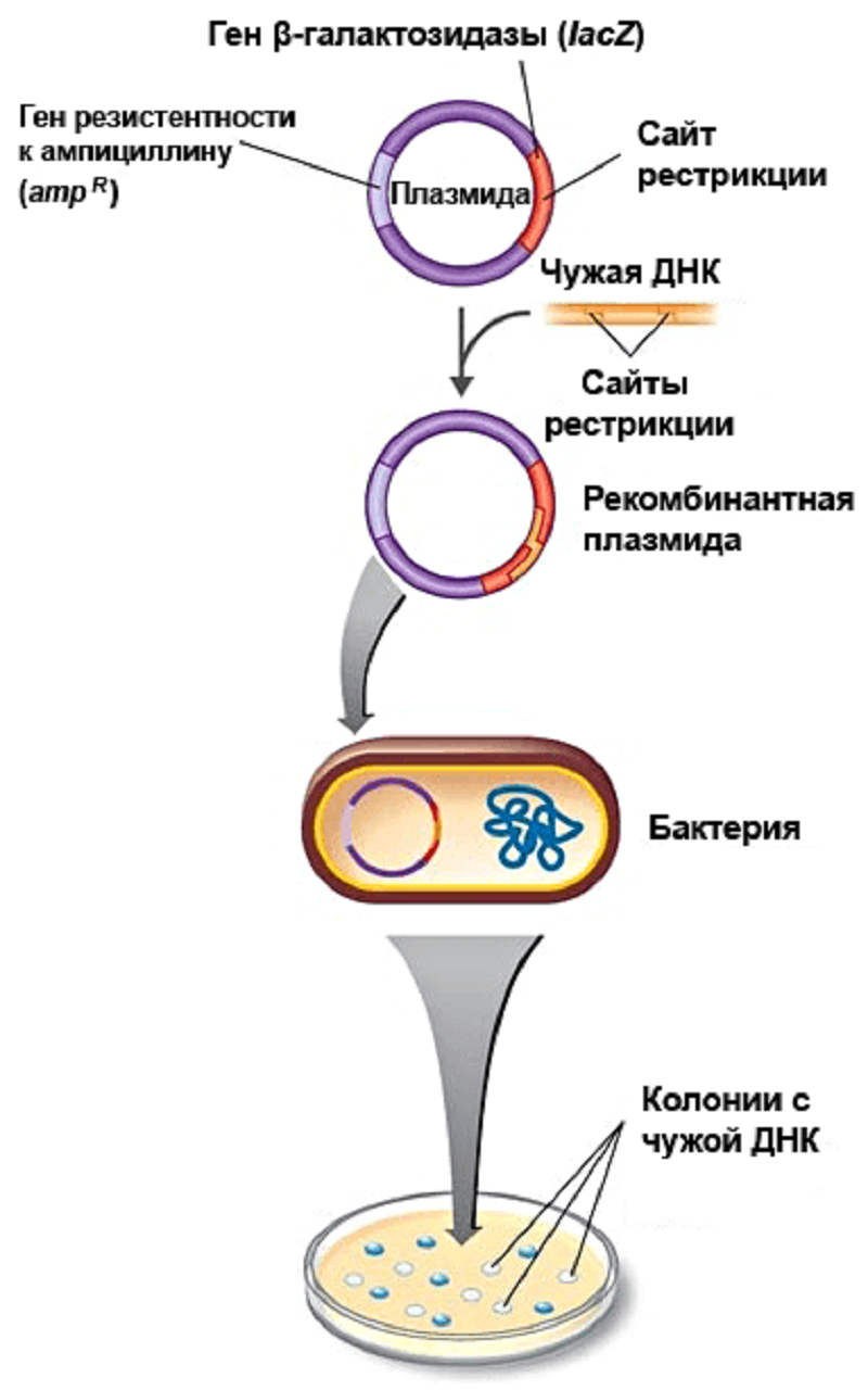 Трансформация бактерий Трансформация бактерий