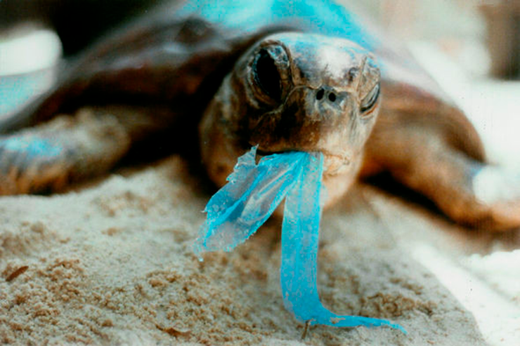 Черепаха ест пластик