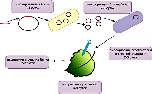 Принципиальная схема экспрессии генов целевых белков в растениях