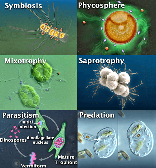 Разнообразие типов питания морских протистов