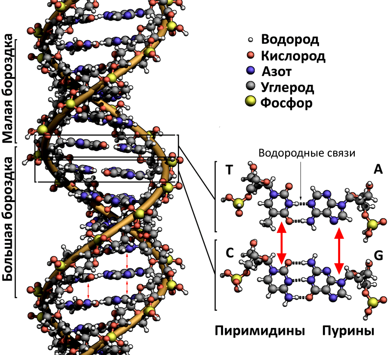 Структура спирали двухцепочечной ДНК