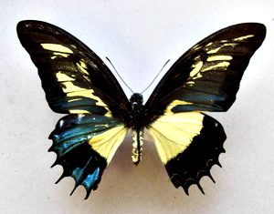Мозаичный гинандроморф бабочки