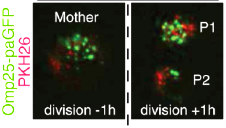 Неравномерное распределение «старых» митохондрий между двумя потомками стволовой клетки