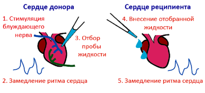 Классический опыт Отто Лёви Классический опыт Отто Лёви